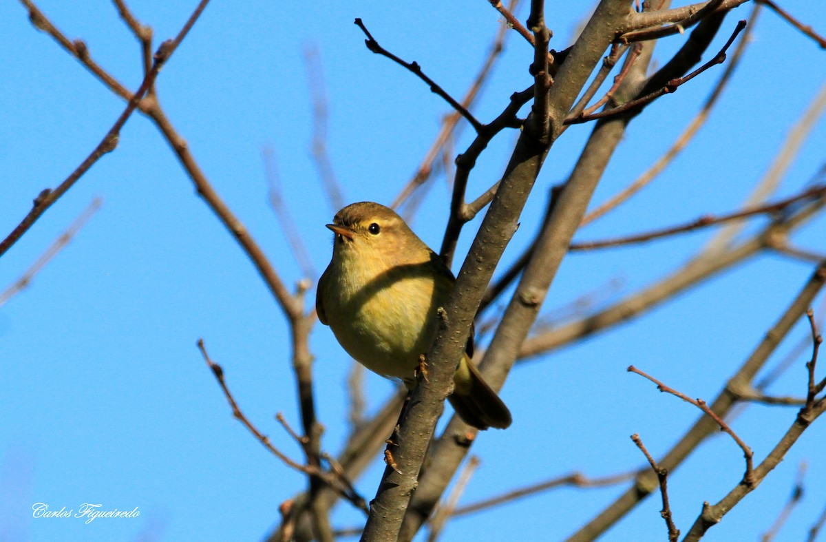 Common Chiffchaff - ML613235163