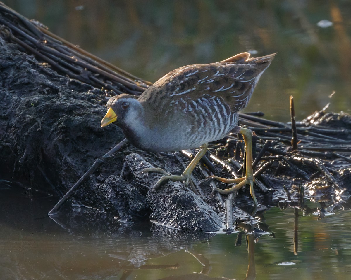 Polluela Sora - ML613235172