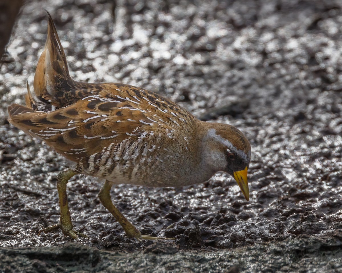 カオグロクイナ - ML613235173