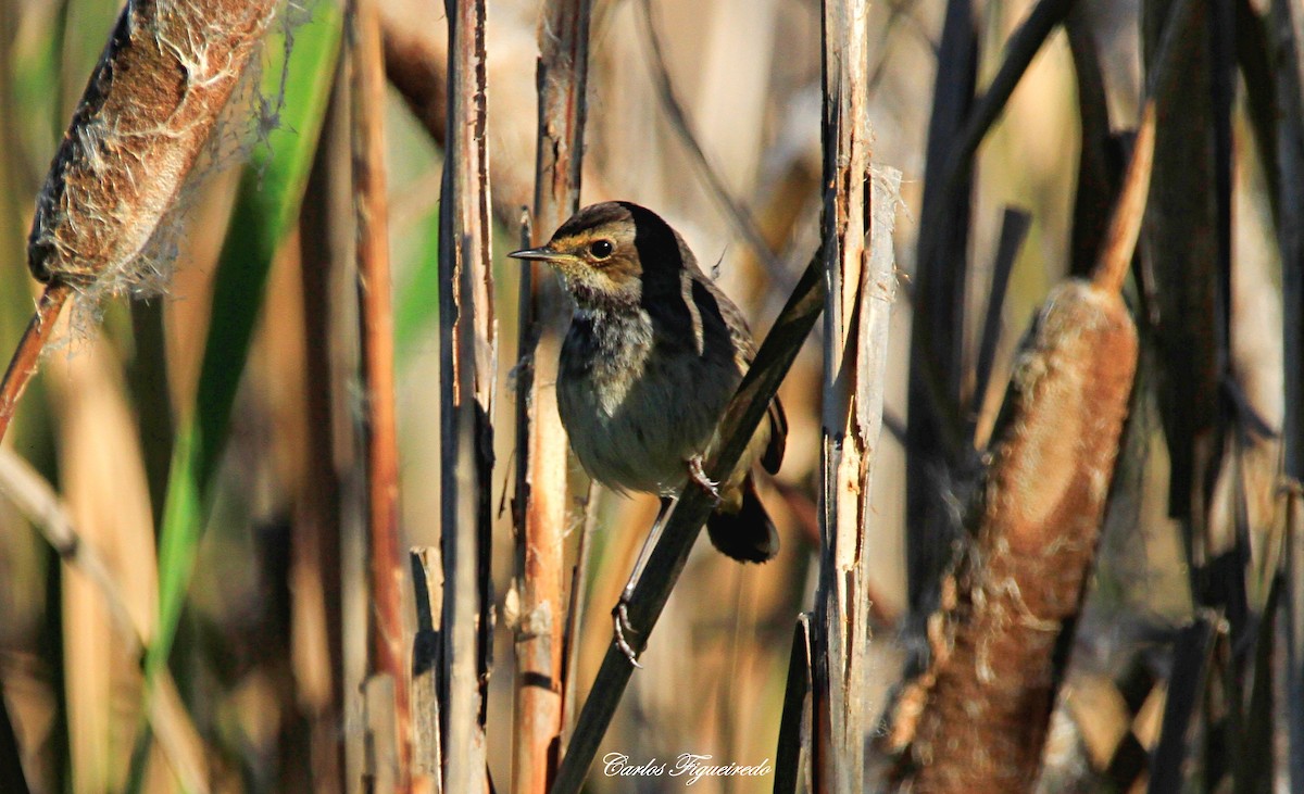 Bluethroat - ML613235177