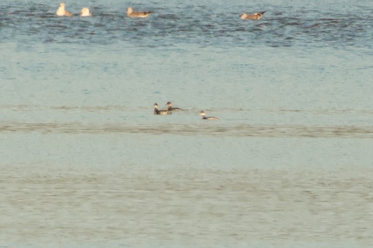 Horned Grebe - ML613235197