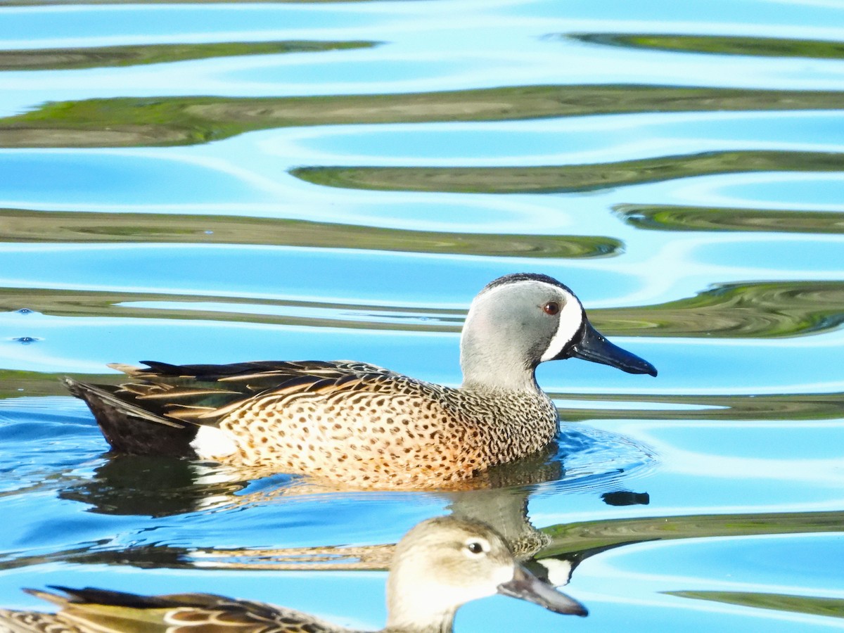 Blue-winged Teal - ML613235284