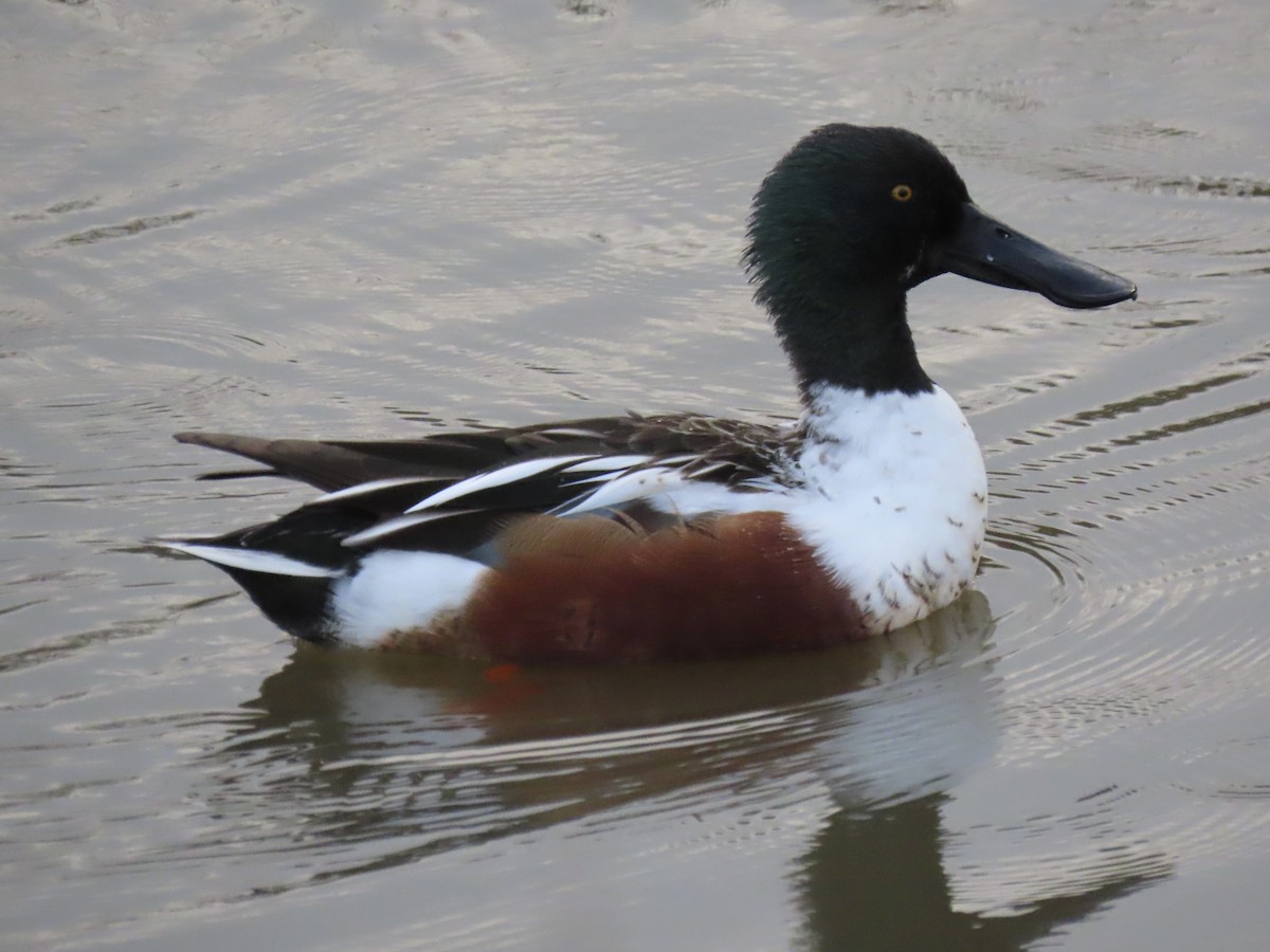 Northern Shoveler - ML613235312