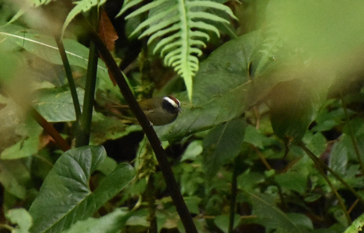 Black-cheeked Warbler - ML613235336