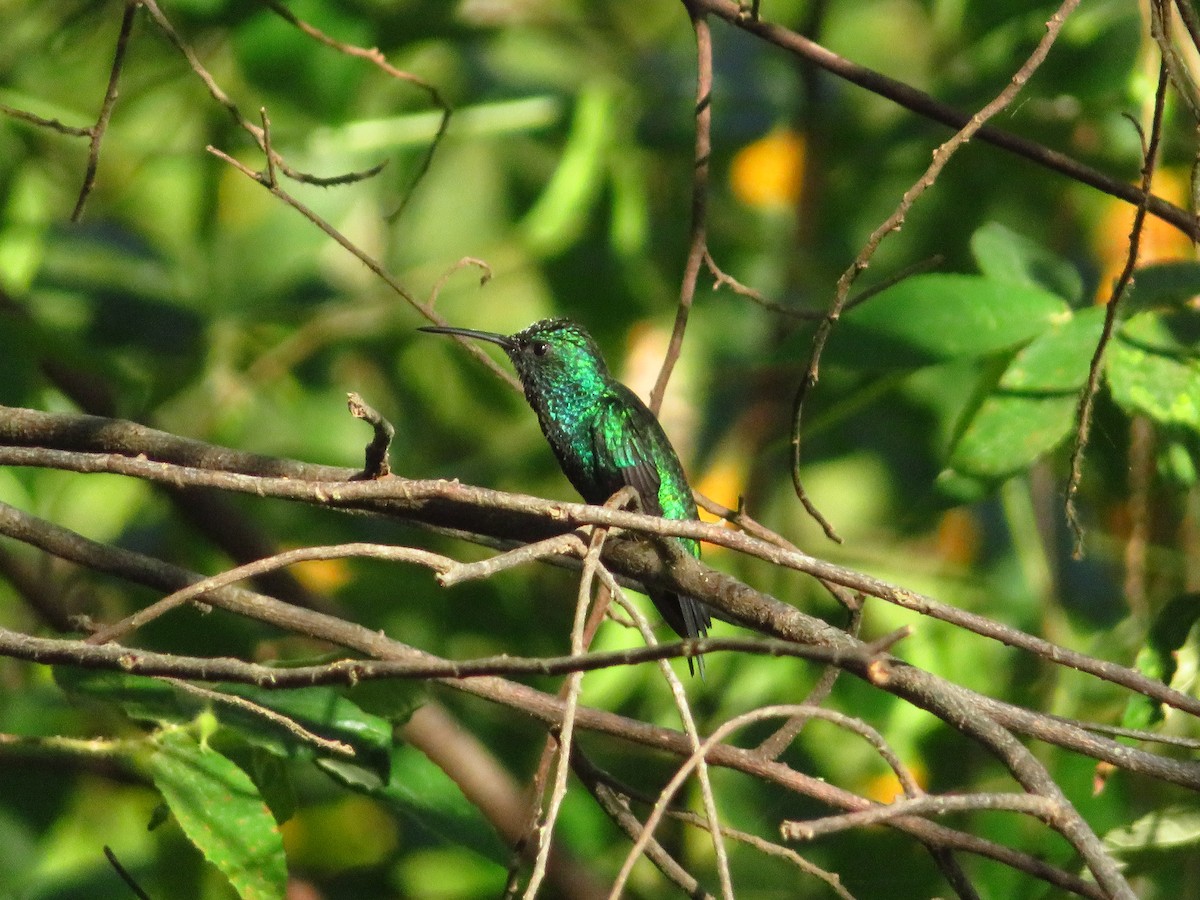 Shining-green Hummingbird - ML613235343