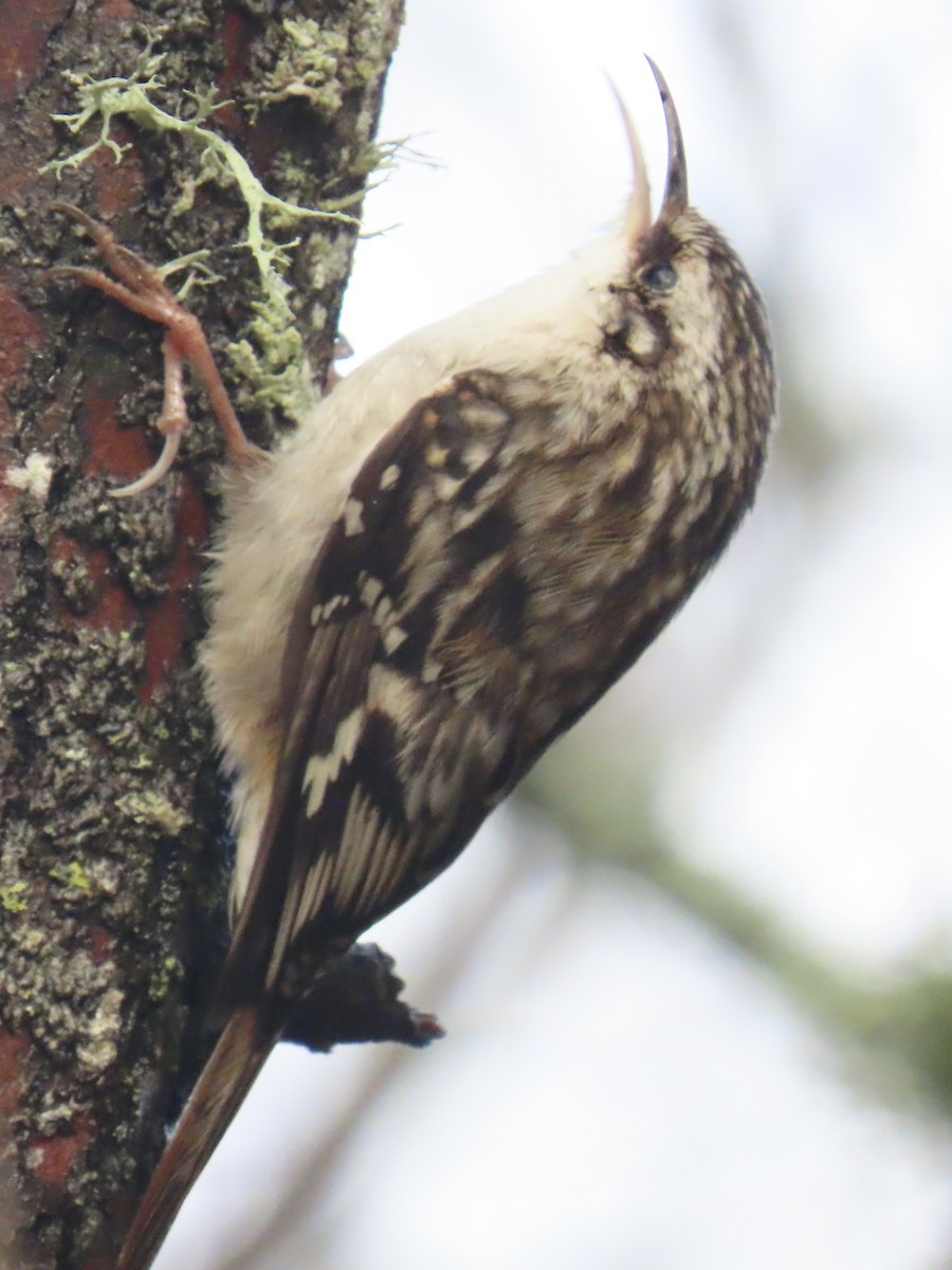 Brown Creeper - ML613235359