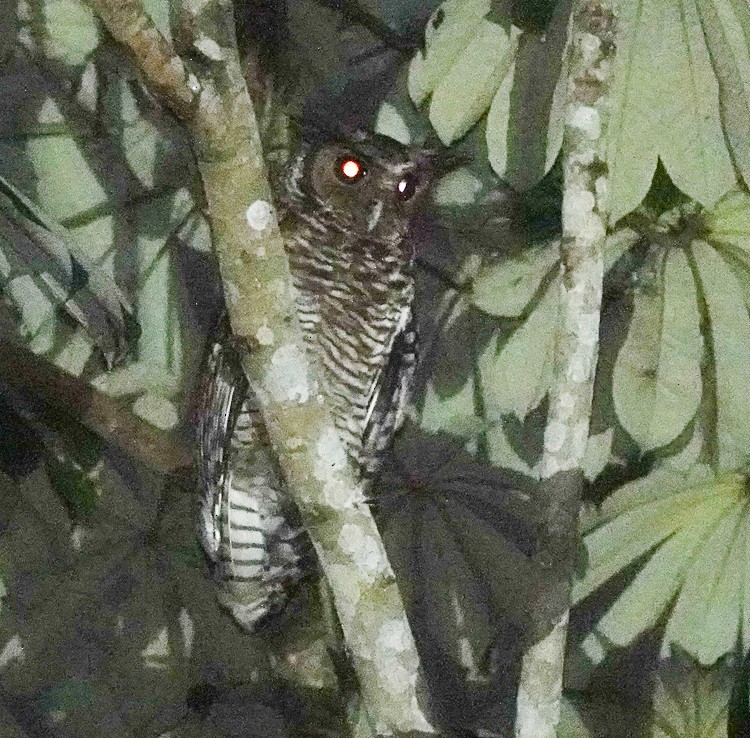 Fraser's Eagle-Owl - ML613235406