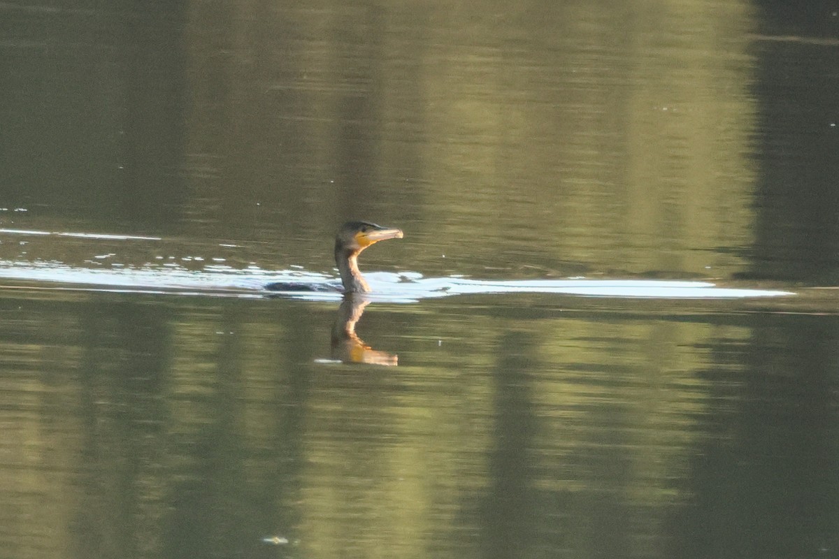 Great Cormorant - ML613235504