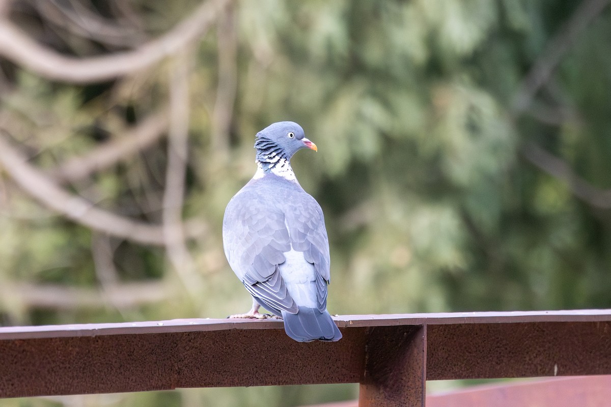 Common Wood-Pigeon - ML613235518