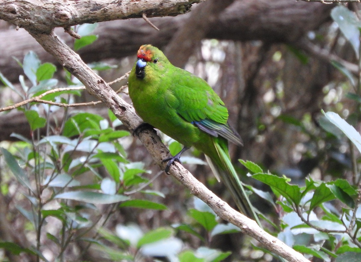 Red-crowned x Chatham Islands Parakeet (hybrid) - Matt Slaymaker