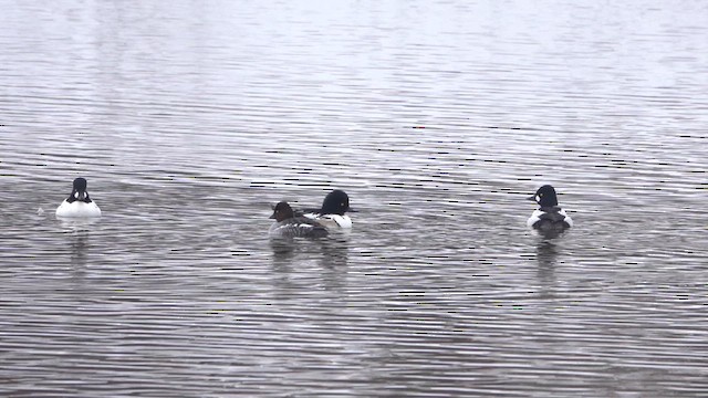 Common Goldeneye x Hooded Merganser (hybrid) - ML613235530