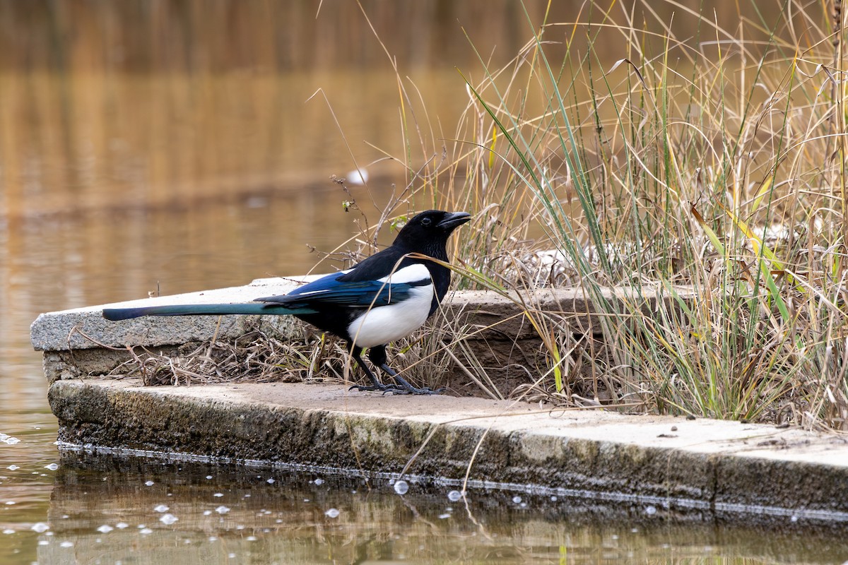 Eurasian Magpie - ML613235531