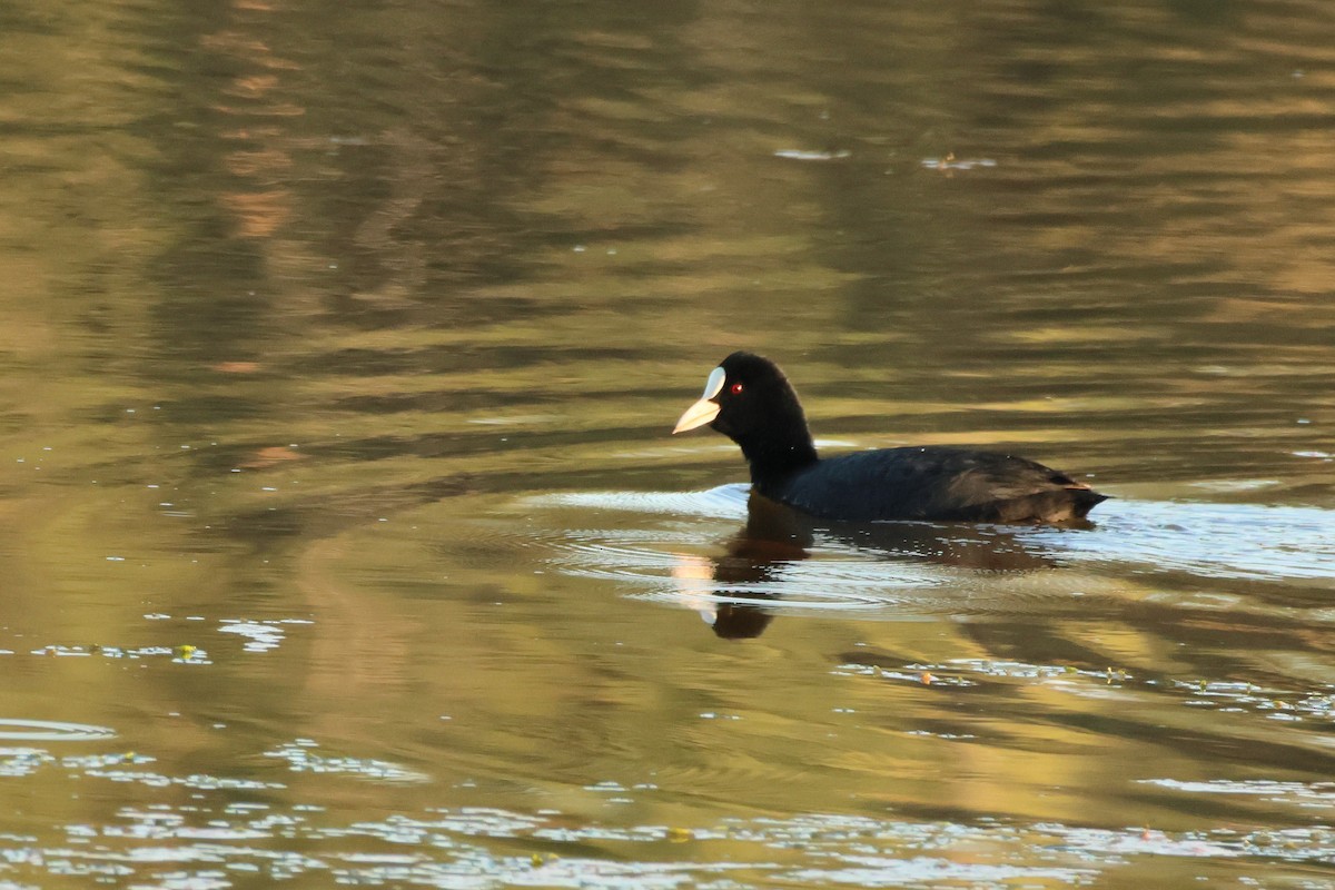 Eurasian Coot - ML613235546