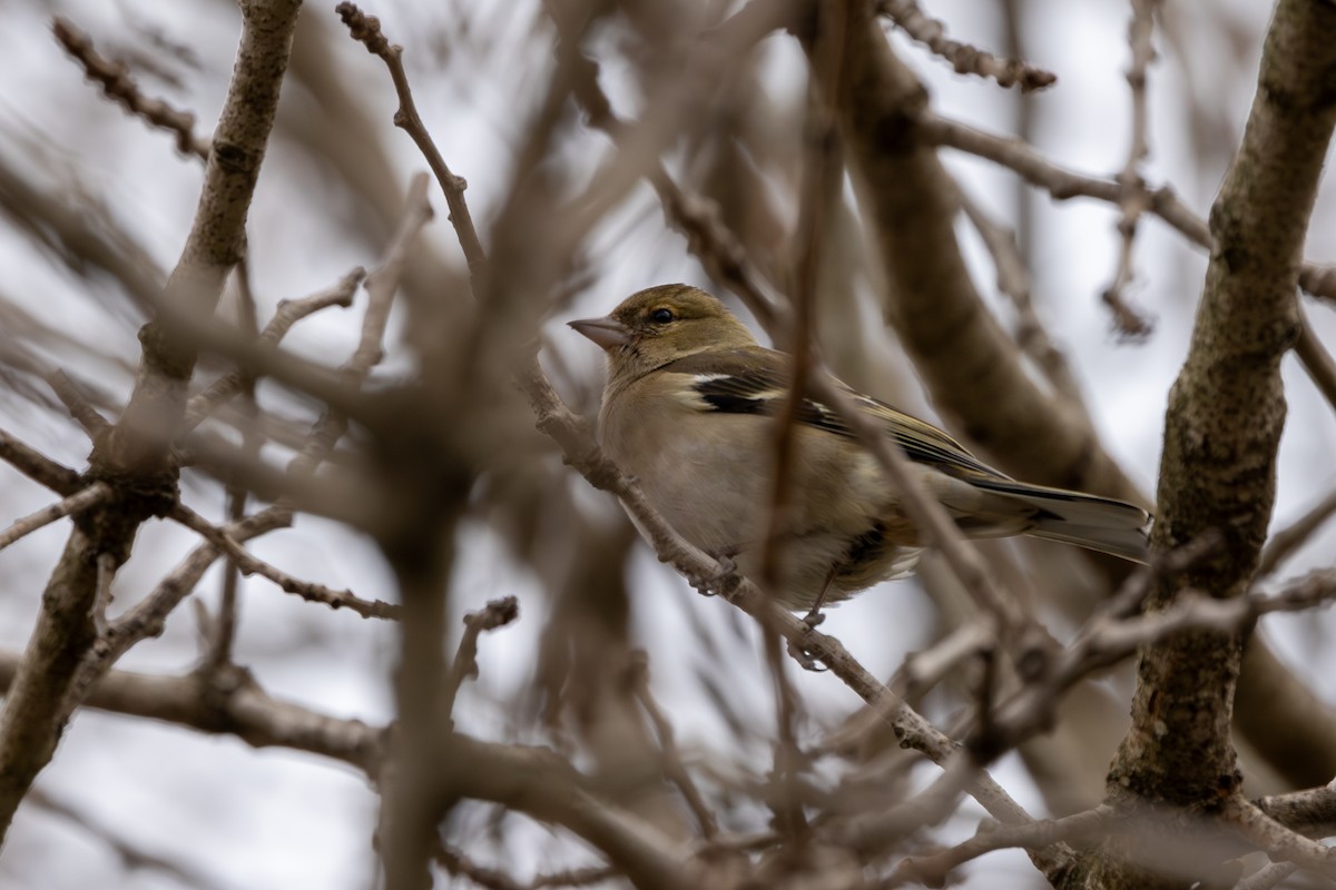 Common Chaffinch - ML613235577