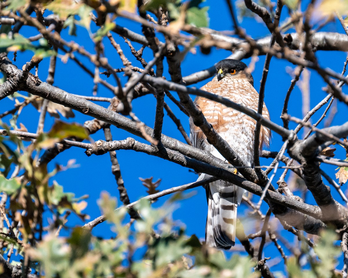 Sharp-shinned Hawk - ML613235582