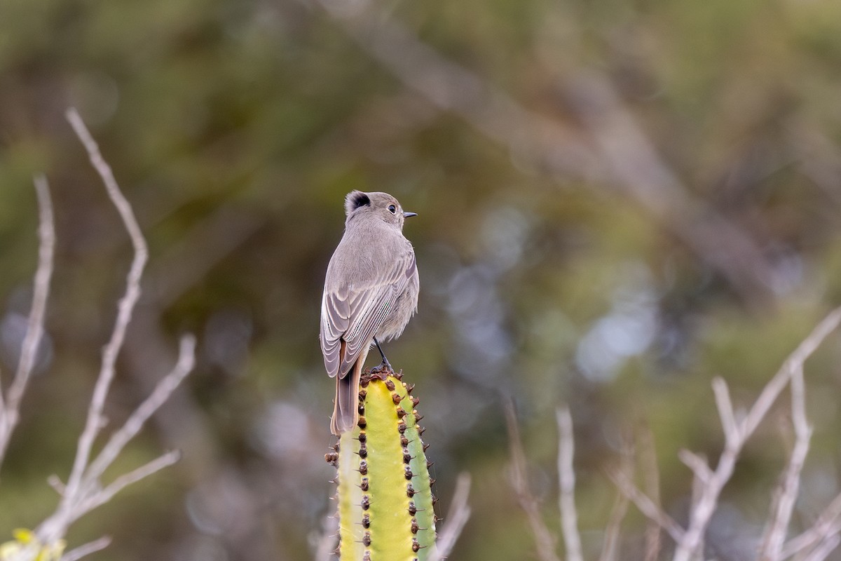 Black Redstart - ML613235588