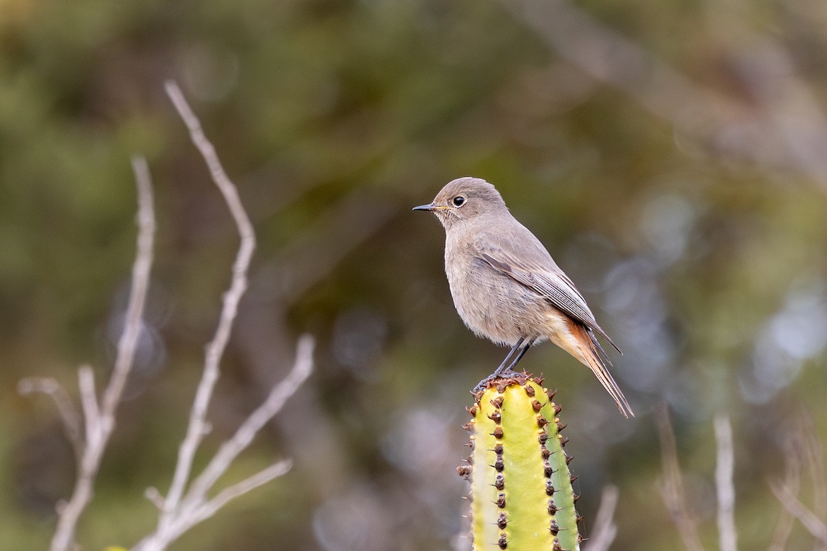 Black Redstart - ML613235597