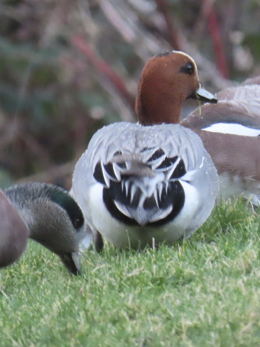 Eurasian Wigeon - ML613235619