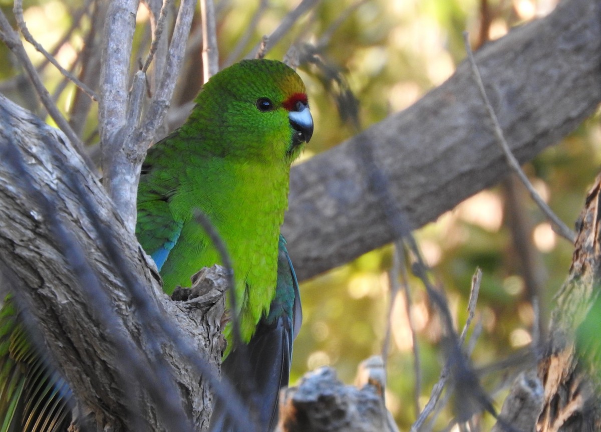 Chatham Islands Parakeet - ML613235626