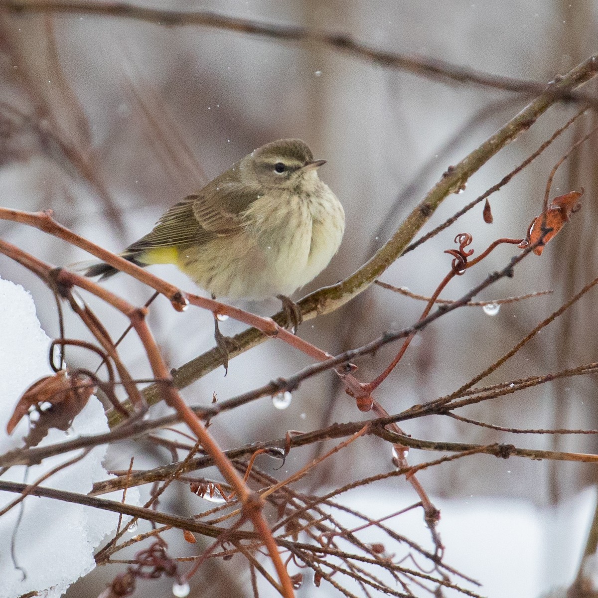 Palm Warbler (Western) - Matthew Zeitler