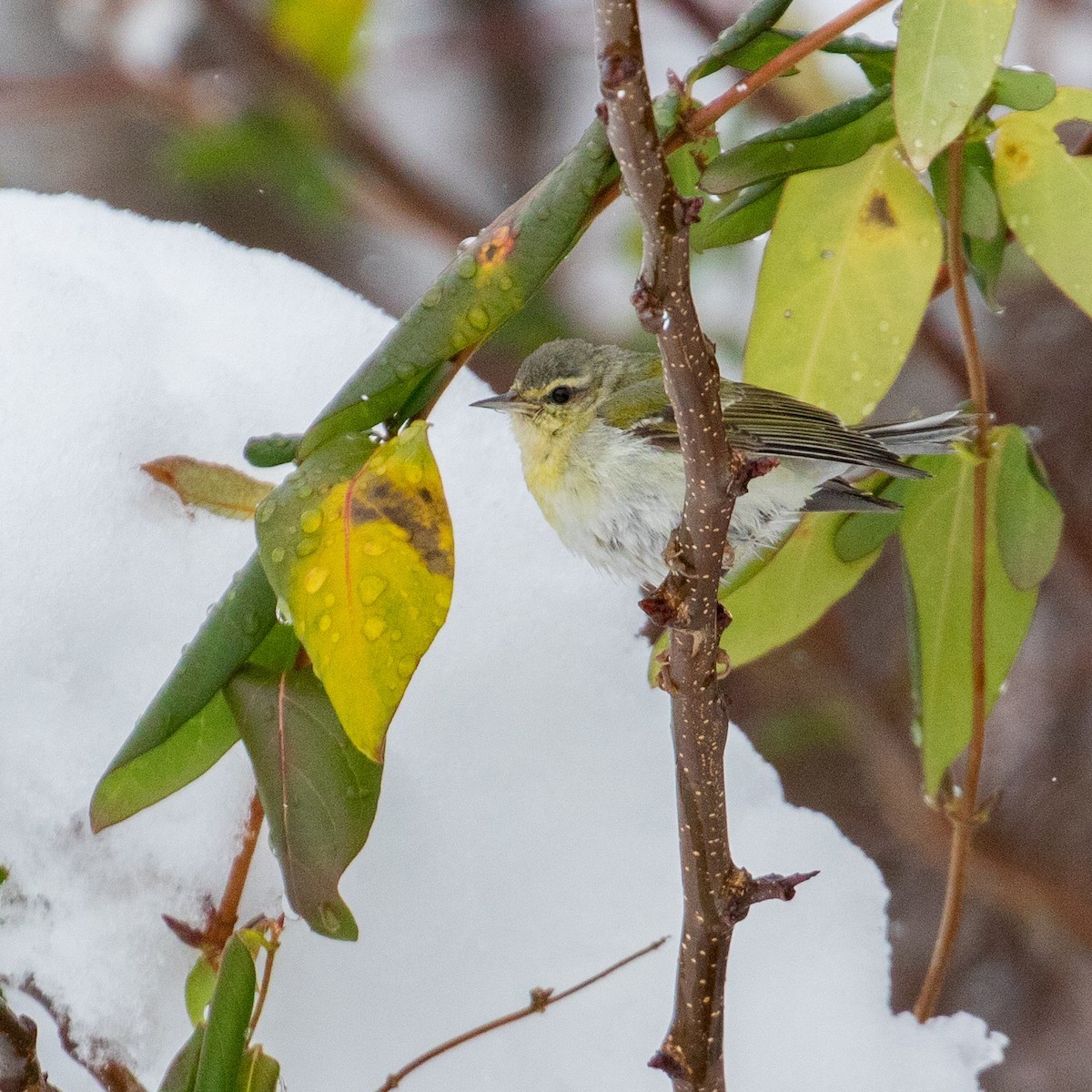 Tennessee Warbler - Matthew Zeitler