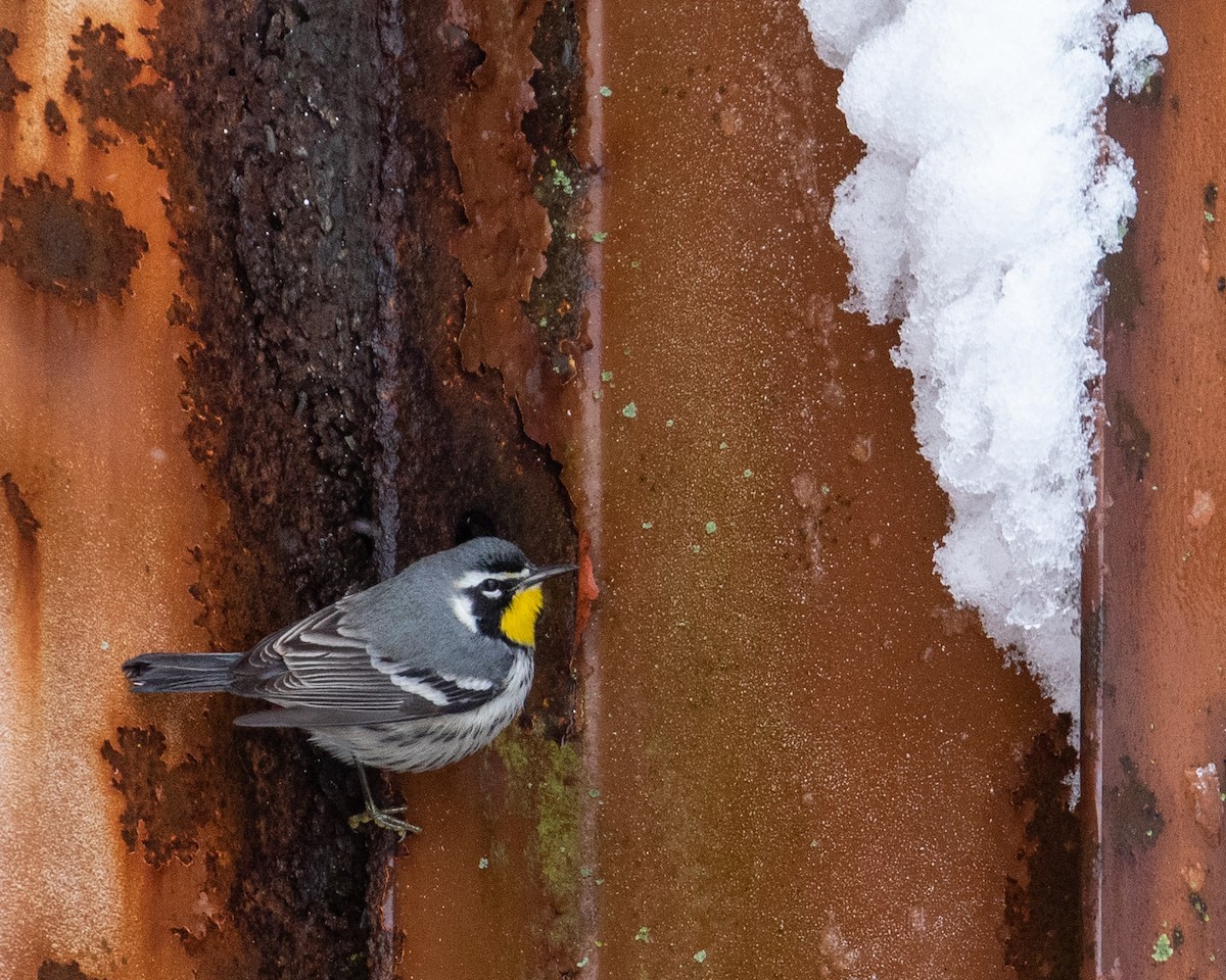 Yellow-throated Warbler - Matthew Zeitler