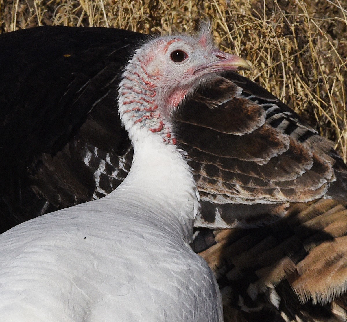 Wild Turkey - ML613235750