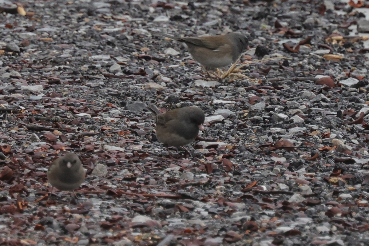 Dark-eyed Junco - ML613235770