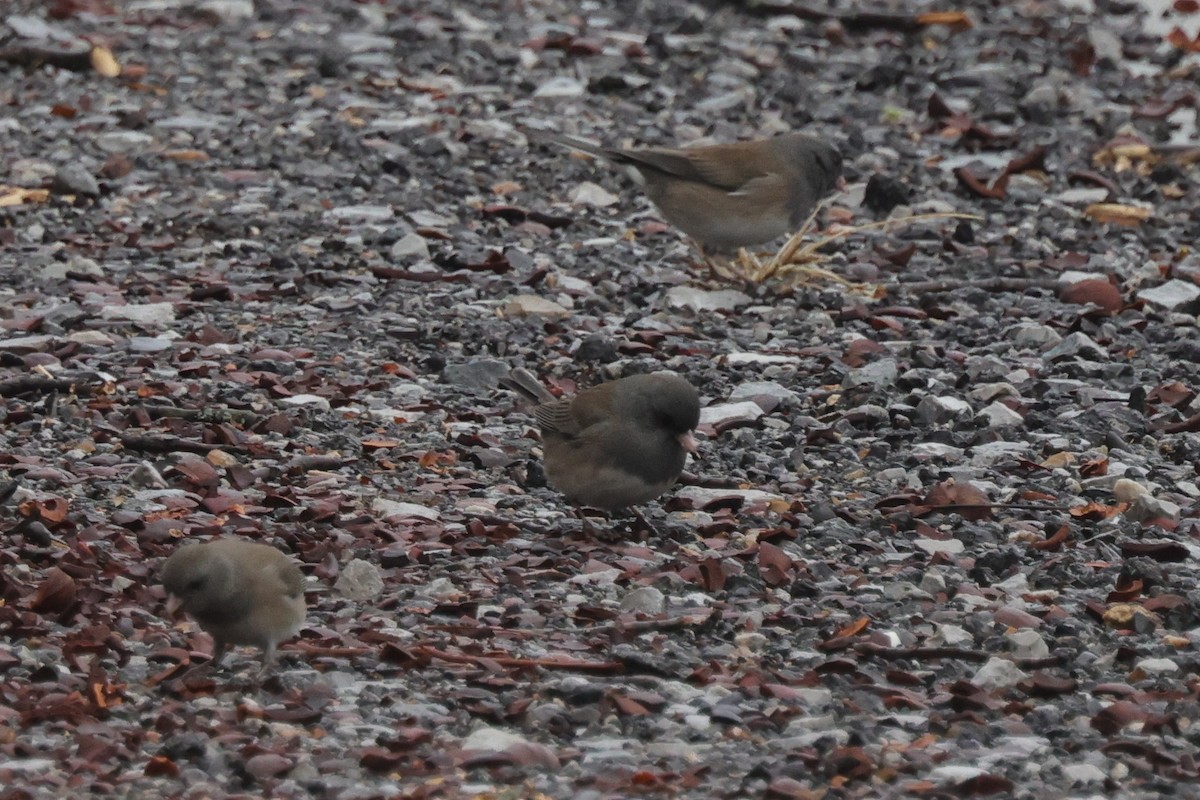 Dark-eyed Junco - Tim Lenz