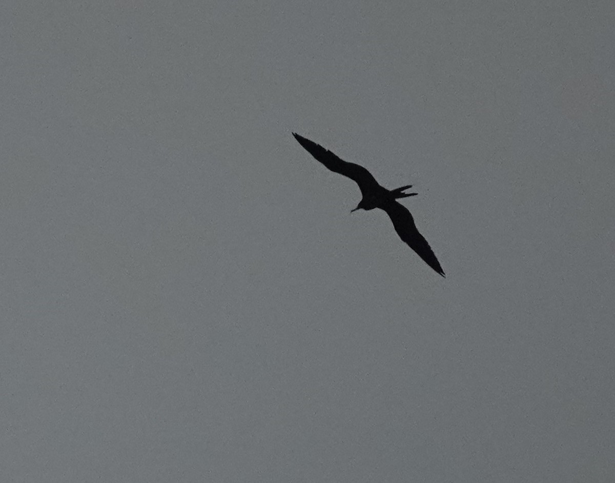 Magnificent Frigatebird - ML613235806