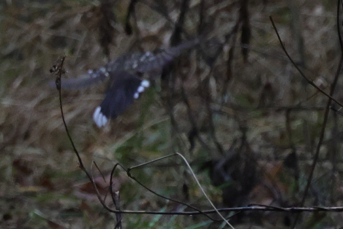 Spotted Towhee - ML613235841