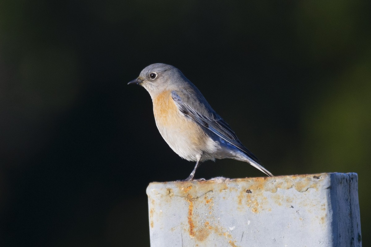 Western Bluebird - ML613235845