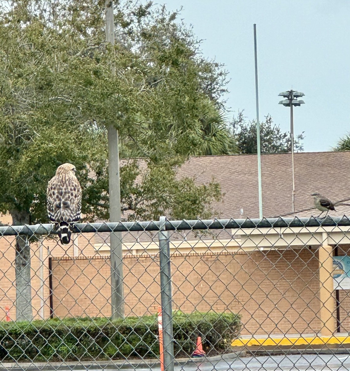 Red-shouldered Hawk - ML613235852