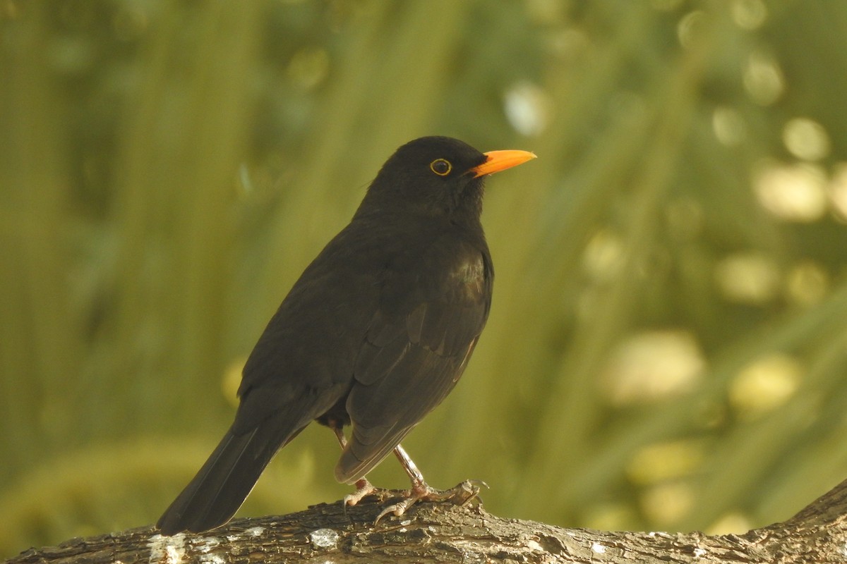 Eurasian Blackbird - ML613235894