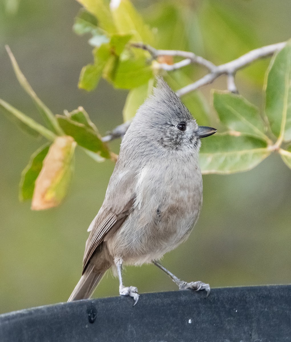 Juniper Titmouse - ML613235945