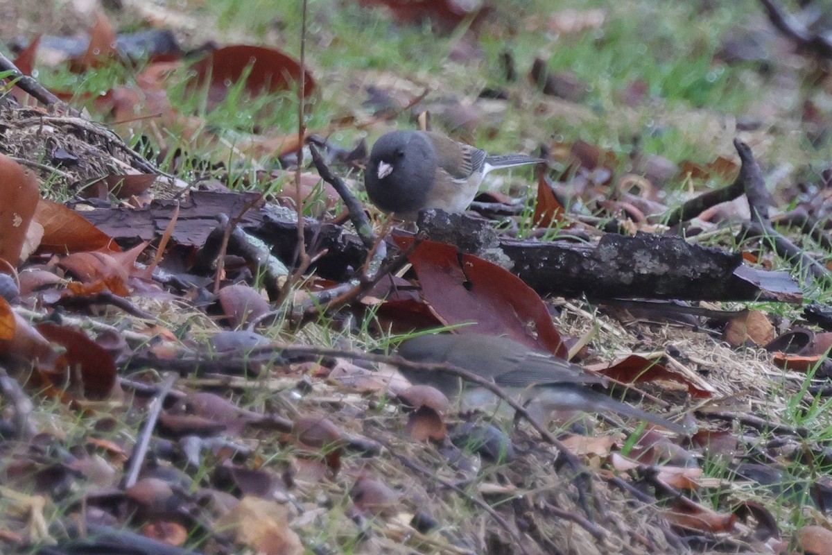 Junco Ojioscuro (grupo oreganus) - ML613235956