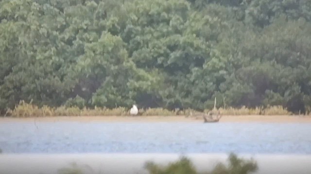 Caspian Tern - ML613236002