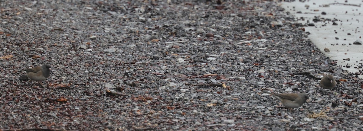 Dark-eyed Junco (Oregon) - Tim Lenz