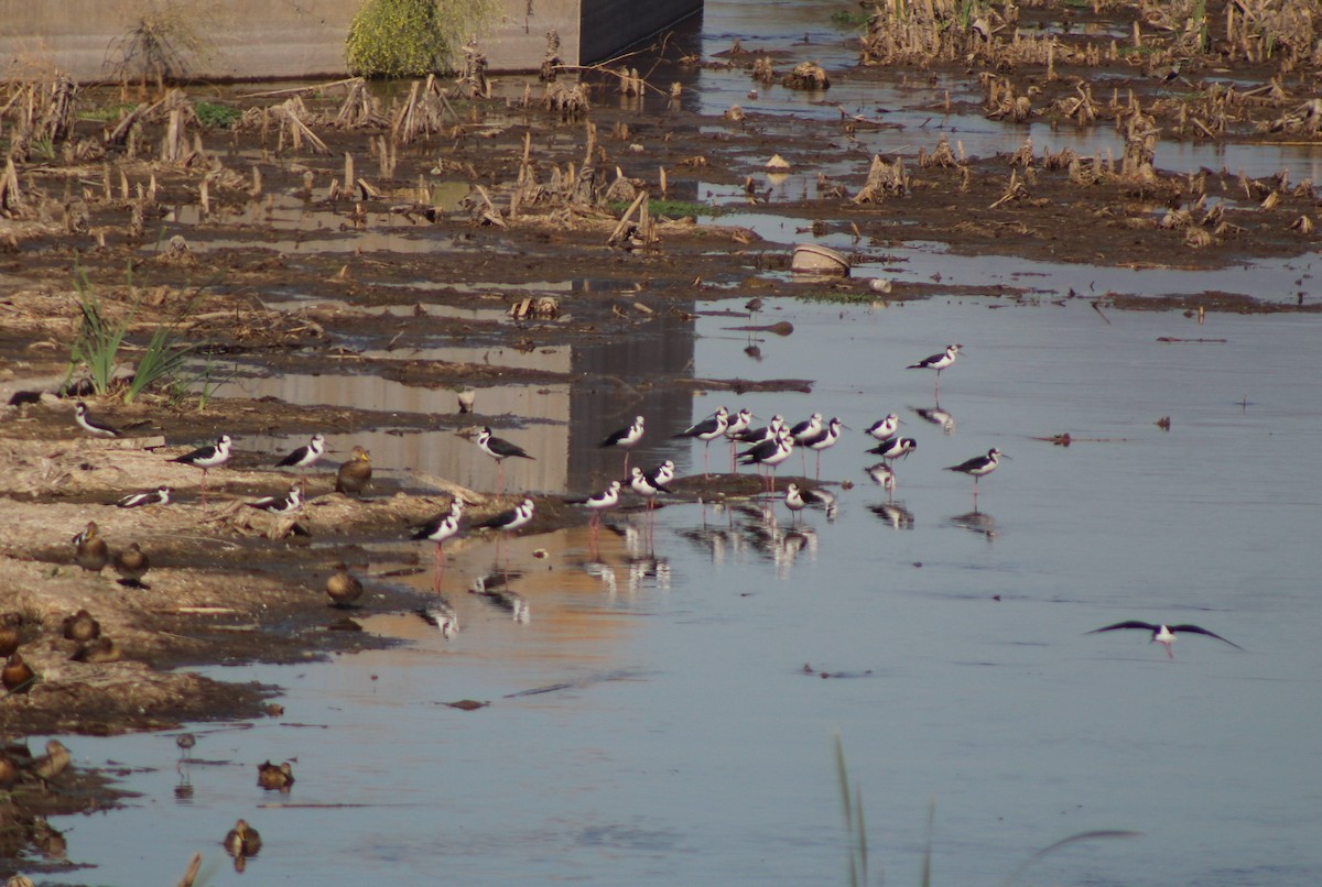 Black-necked Stilt - Juan Casanova