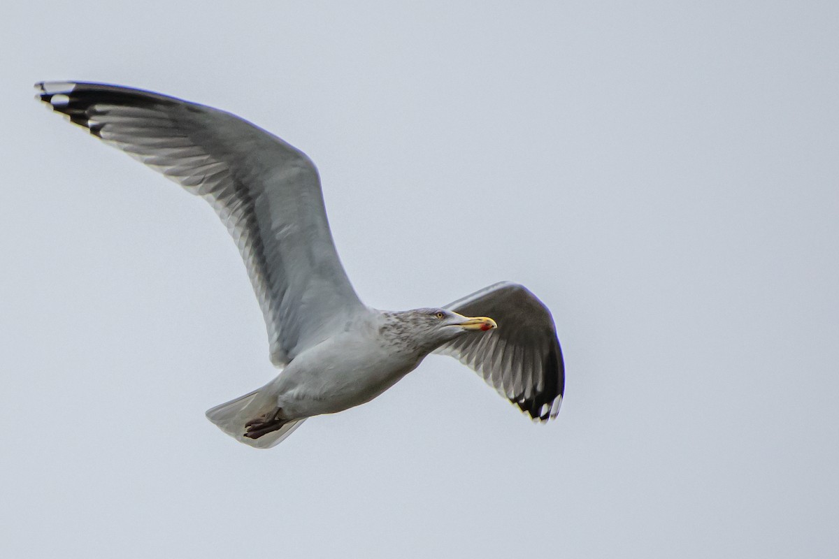 Herring Gull - Codrin Bucur