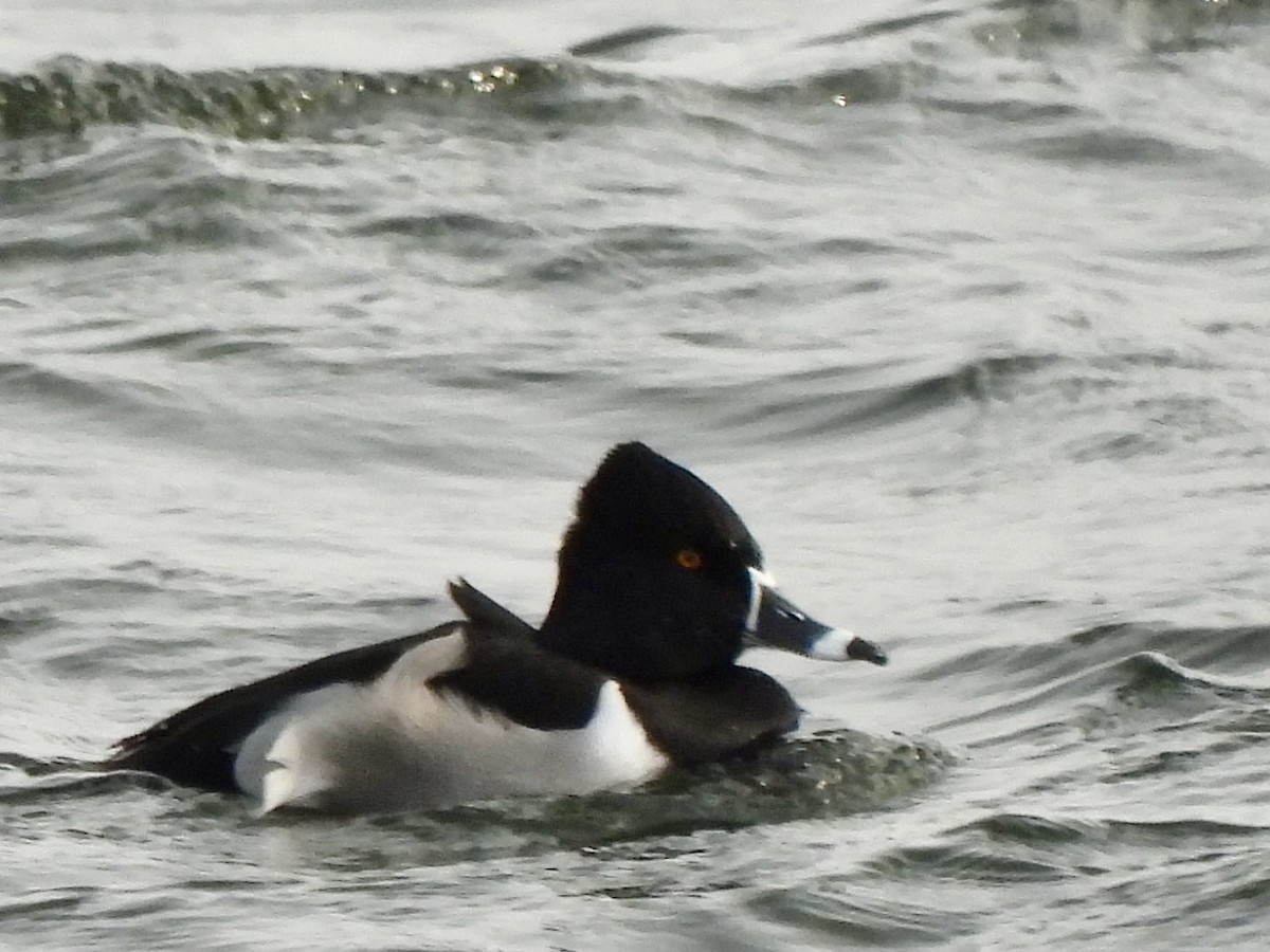 Ring-necked Duck - ML613236054