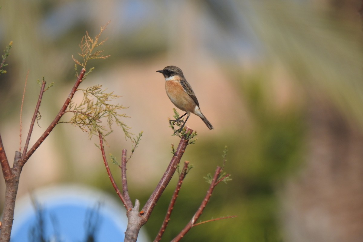 European Stonechat - ML613236059