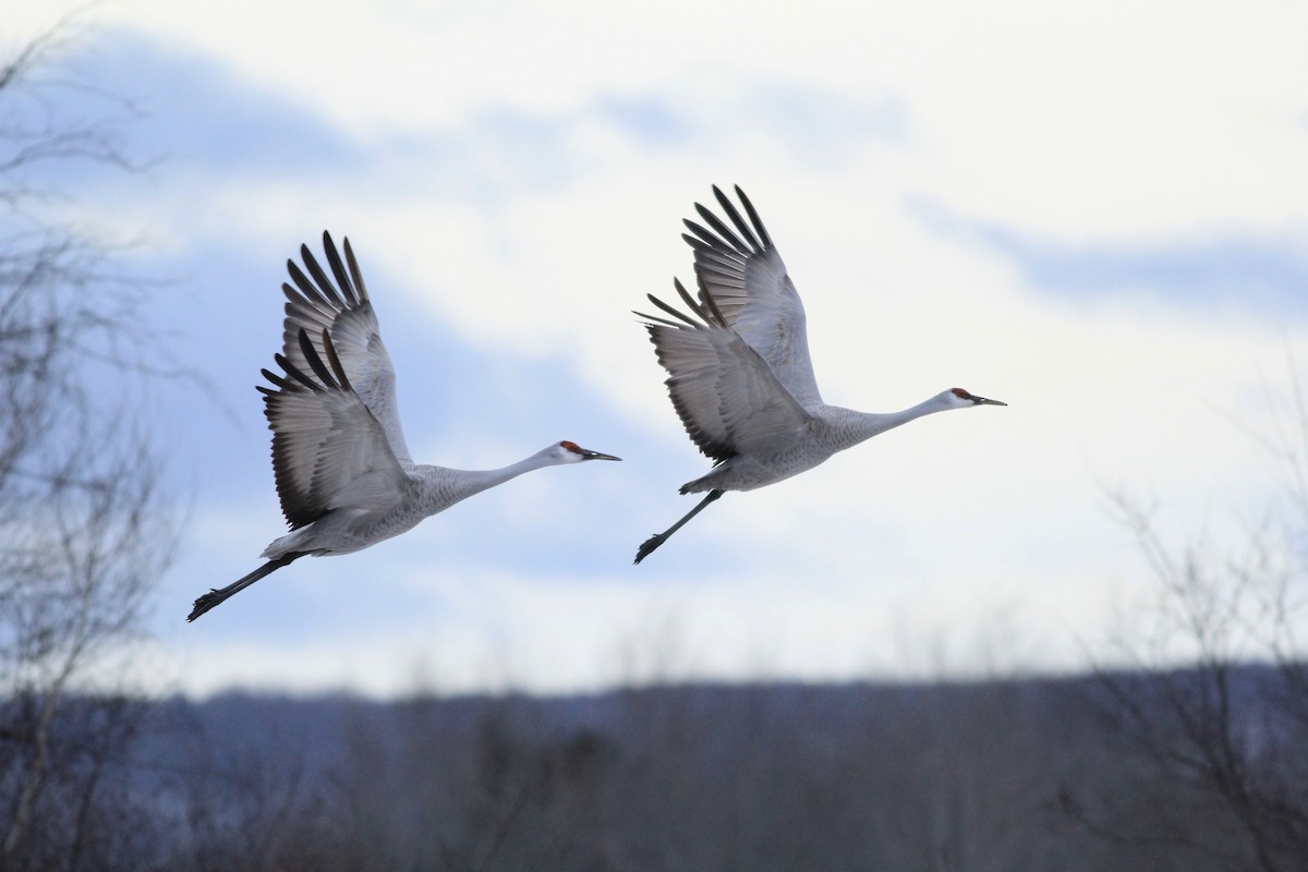 Sandhill Crane - ML613236095