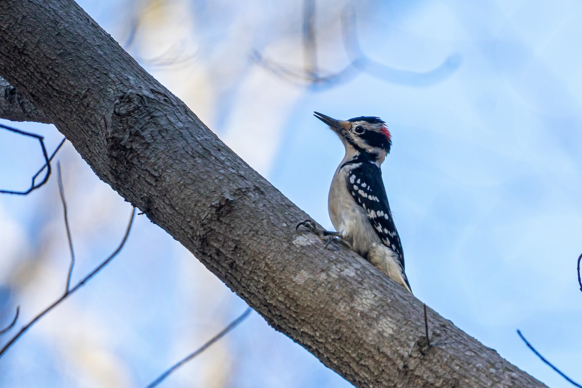 セジロアカゲラ - ML613236133