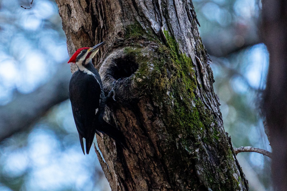 Pileated Woodpecker - ML613236137