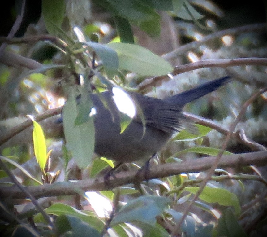 Gray Catbird - Jim Crumpler