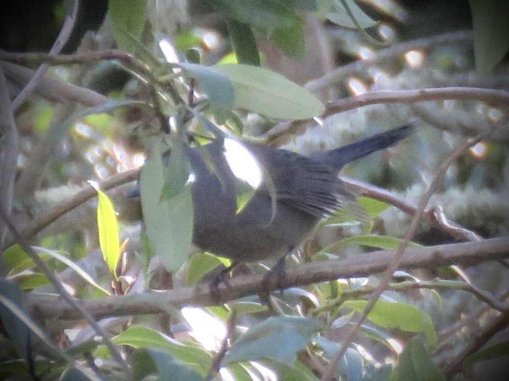 Gray Catbird - Jim Crumpler