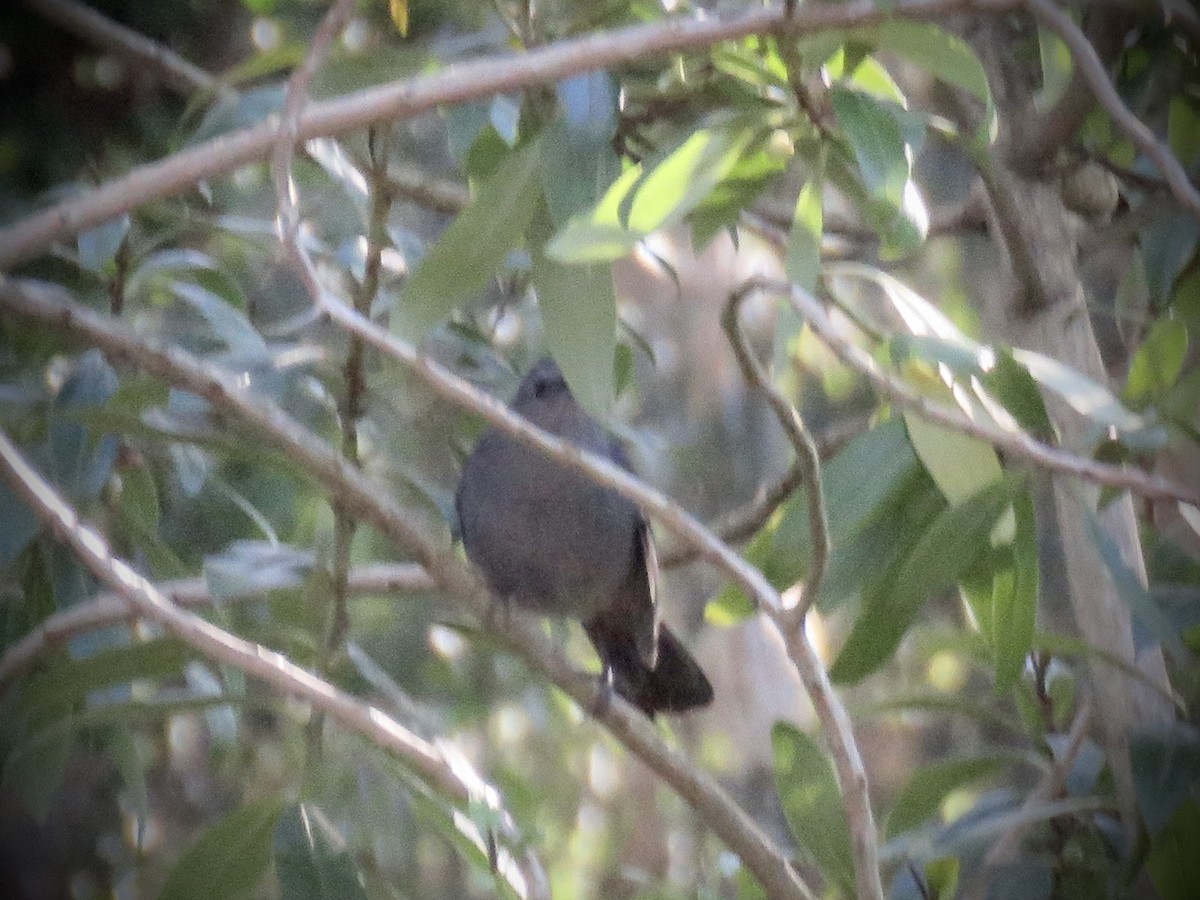 Gray Catbird - Jim Crumpler