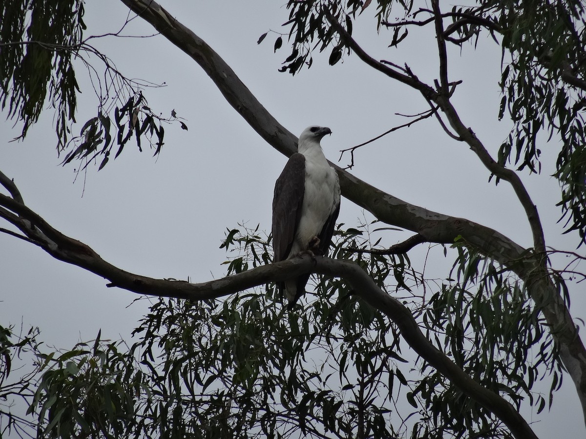 White-bellied Sea-Eagle - Mike Youdale