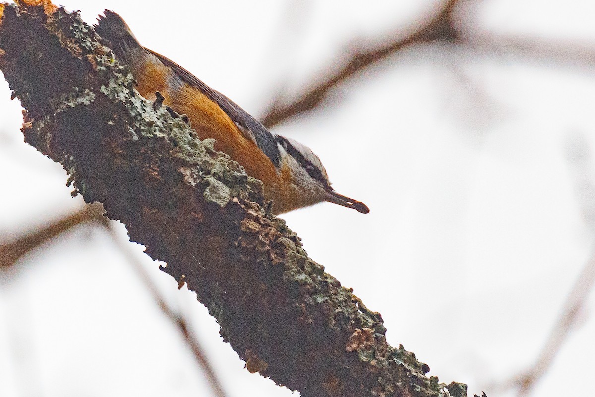 Red-breasted Nuthatch - ML613236288